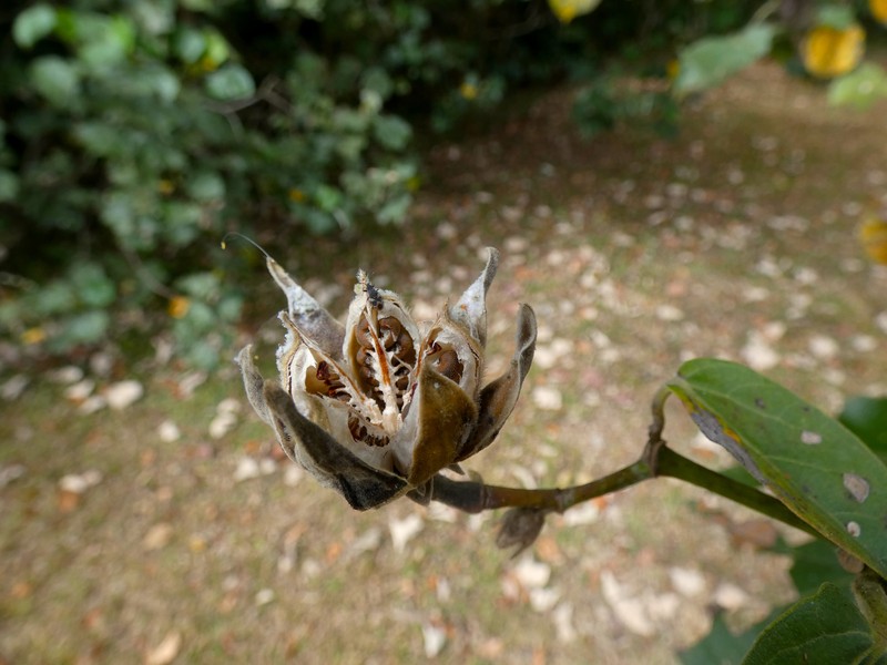 Sea Hibiscus photo 2