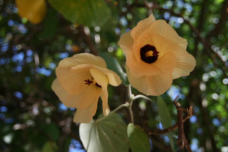 Sea Hibiscus