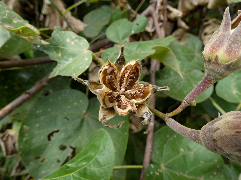 Sea Hibiscus photo 3