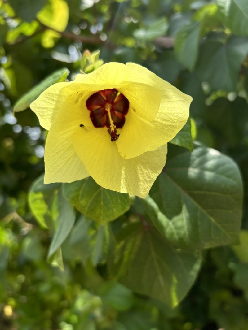 Sea Hibiscus