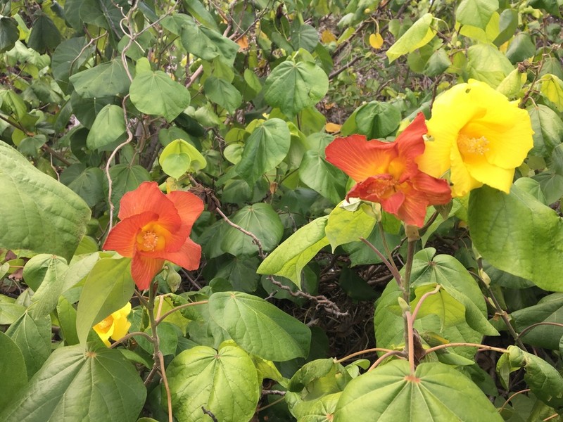 Sea Hibiscus photo 2