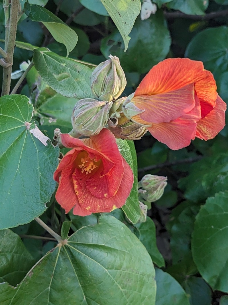 Sea Hibiscus photo 3