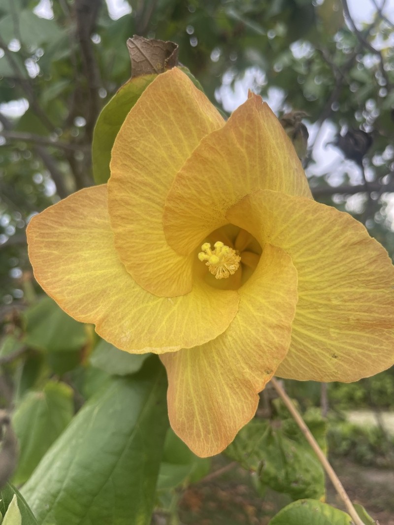 Sea Hibiscus photo 4