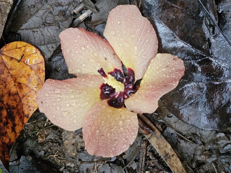 Sea Hibiscus photo 5