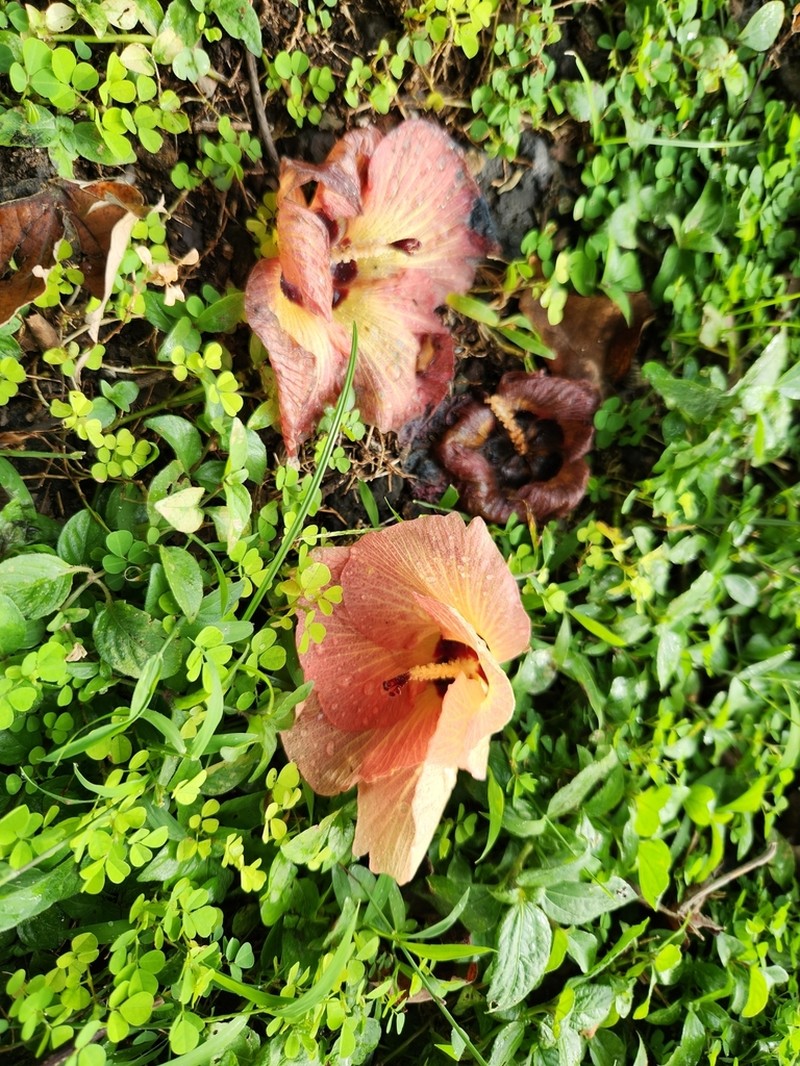 Sea Hibiscus photo 6