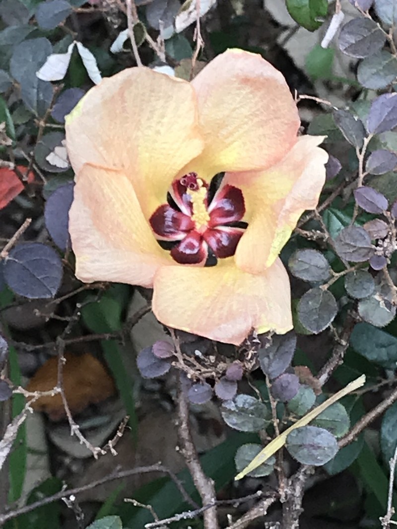 Sea Hibiscus photo 8