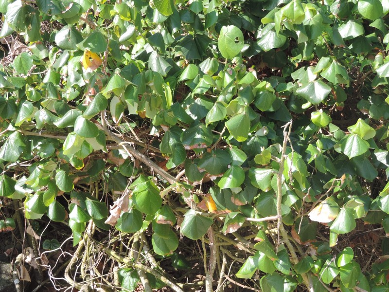 Seaside Mahoe photo 4