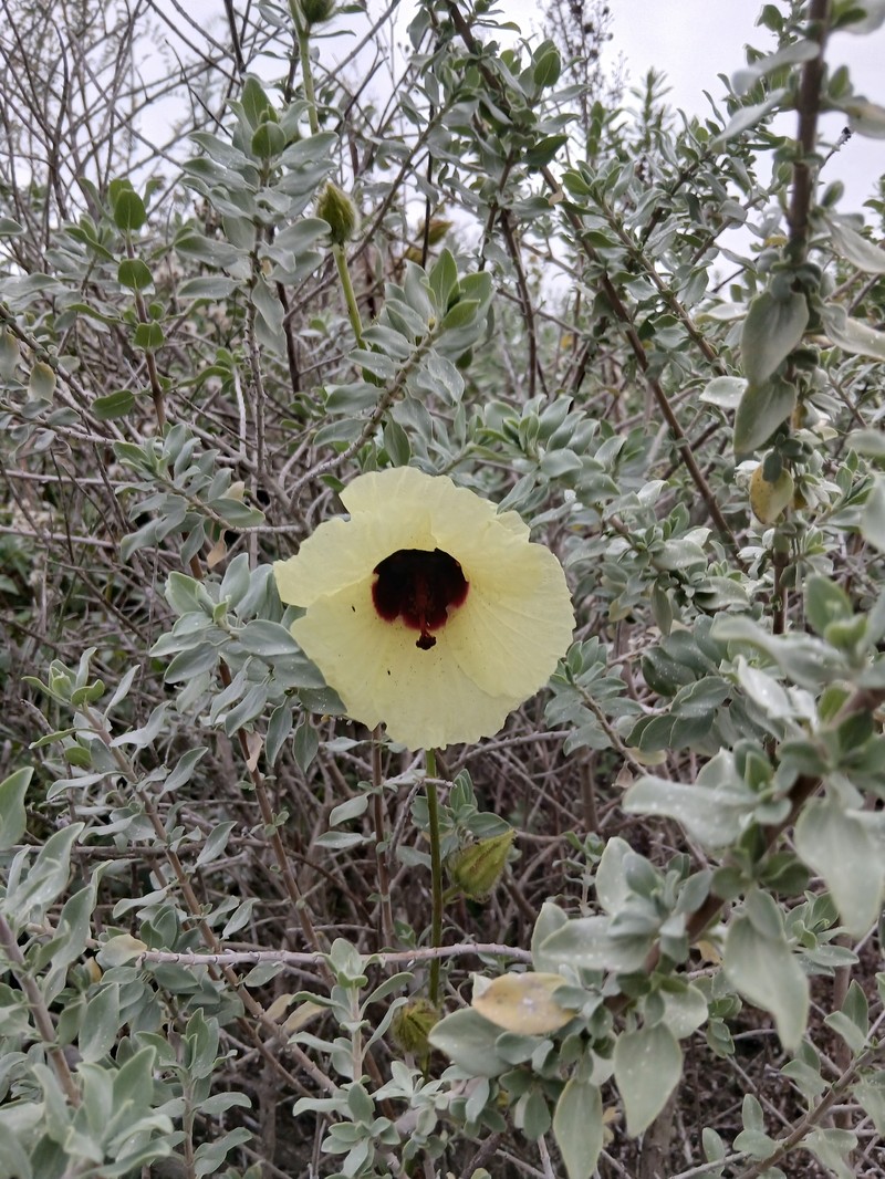 Hibiscus tiliaceus subsp. tiliaceus