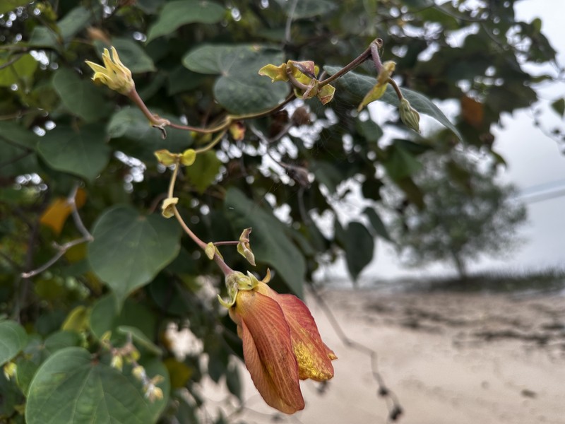 Hibiscus tiliaceus subsp. tiliaceus photo 2