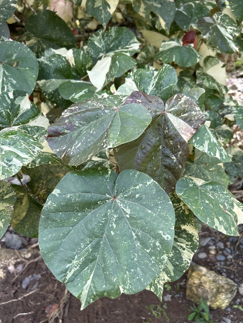 Hibiscus tiliaceus subsp. tiliaceus photo 3