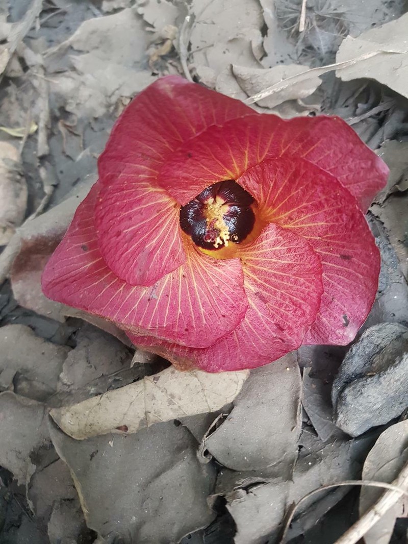 Hibiscus tiliaceus subsp. tiliaceus photo 4