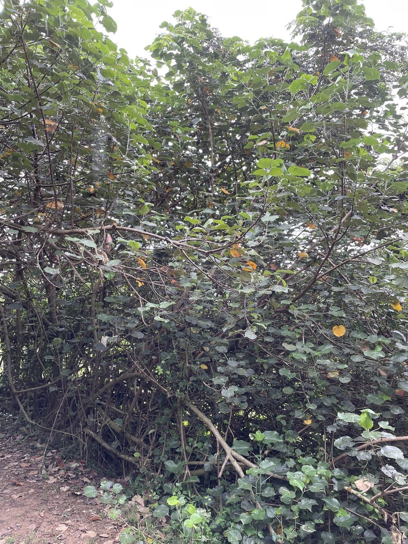 Hibiscus tiliaceus subsp. tiliaceus photo 5