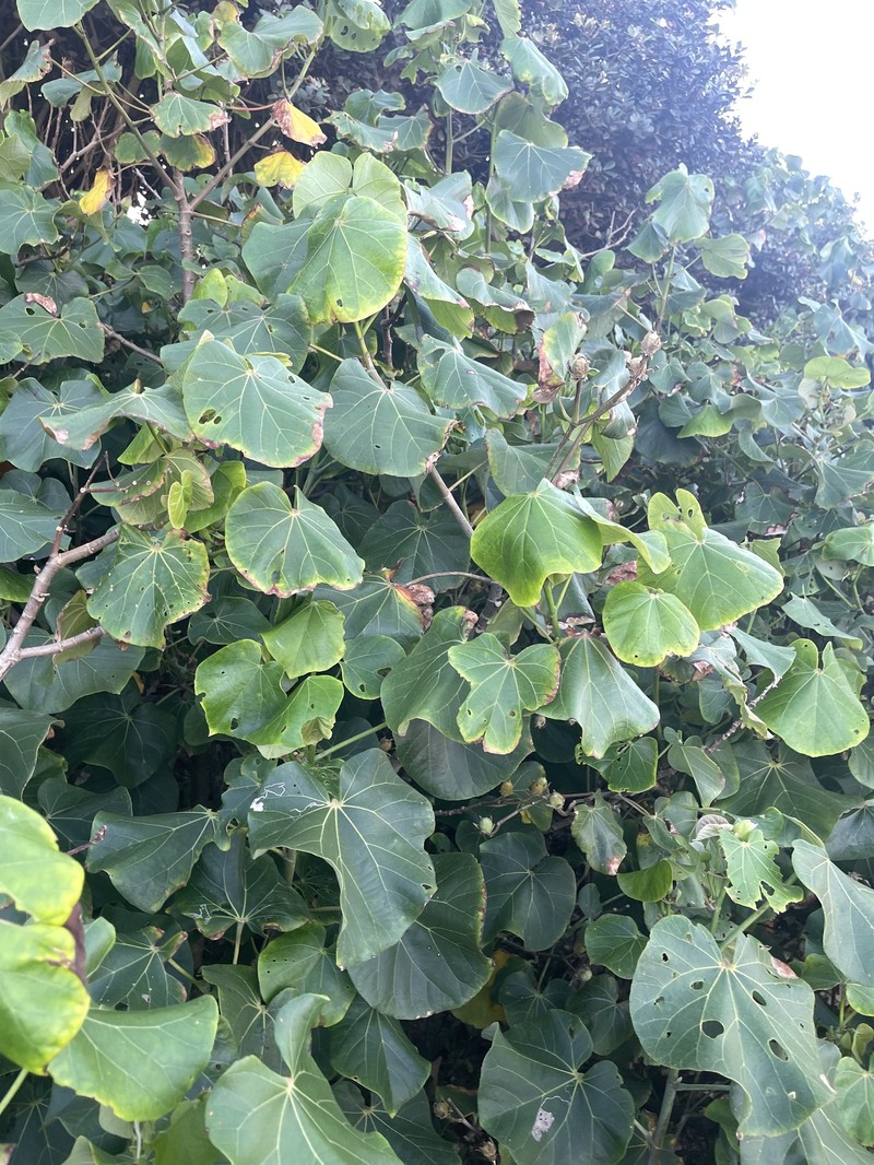 Hibiscus tiliaceus subsp. tiliaceus photo 6