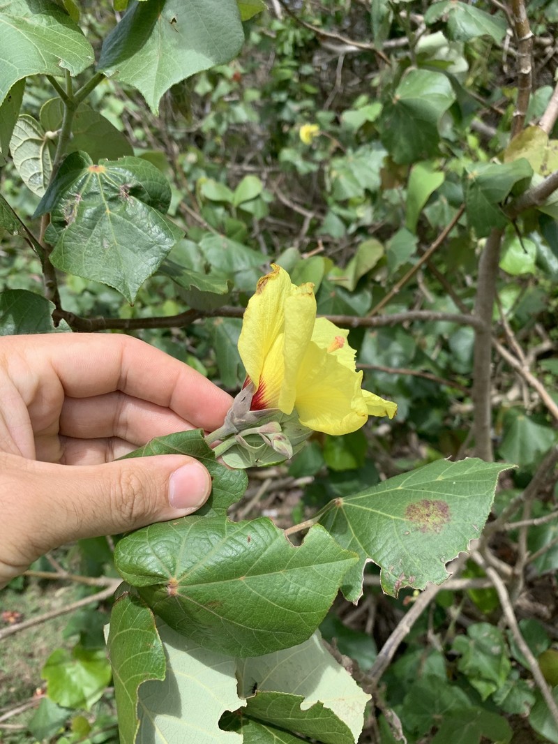 Hibiscus tiliaceus subsp. tiliaceus photo 8