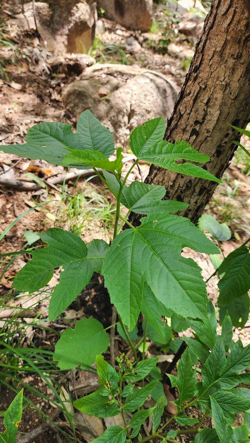Hibiscus townsvillensis photo 2