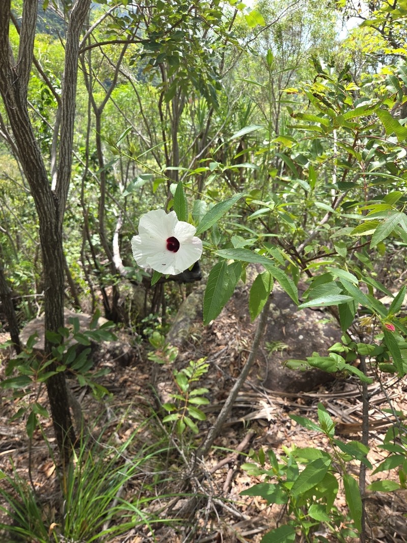 Hibiscus townsvillensis photo 3