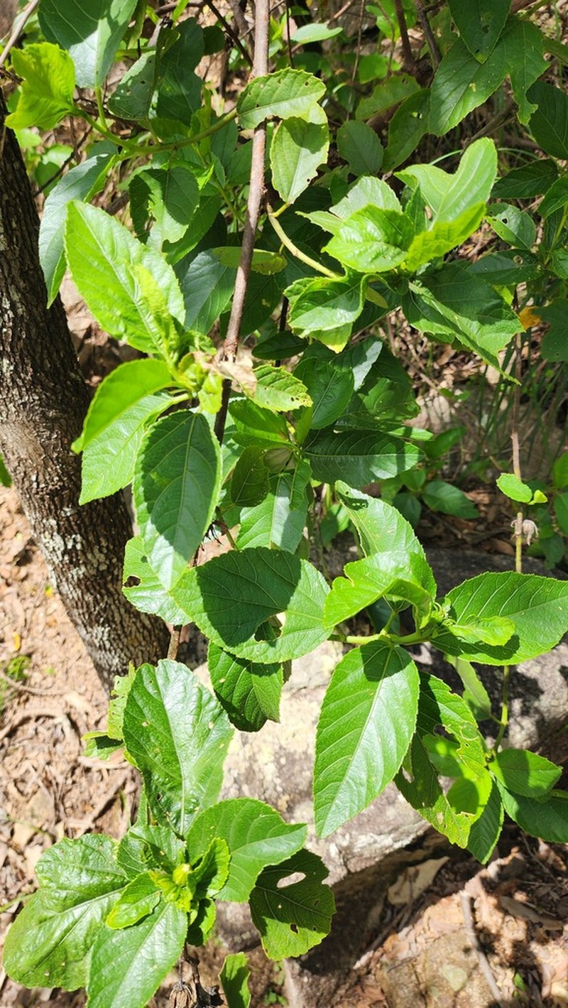 Hibiscus townsvillensis photo 4