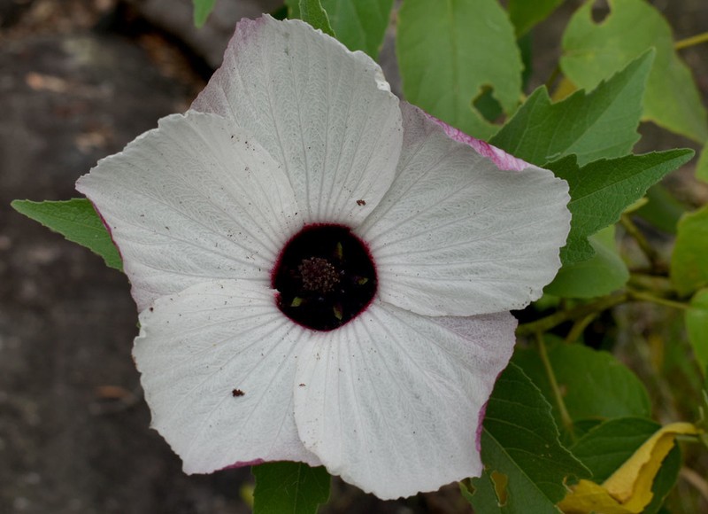 Hibiscus townsvillensis photo 5