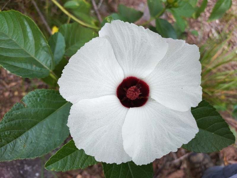 Hibiscus townsvillensis photo 6
