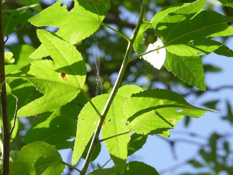 Hibiscus townsvillensis photo 7