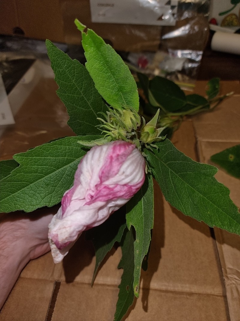 Hibiscus townsvillensis photo 8