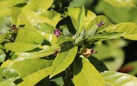 Hibiscus tozerensis