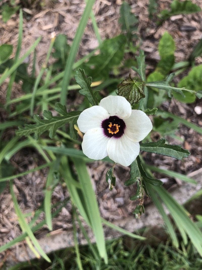 Hibiscus tridactylites