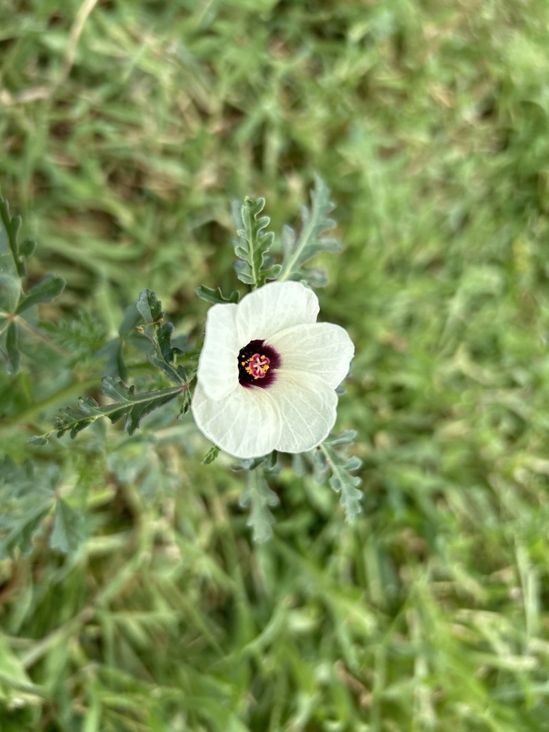 Hibiscus tridactylites photo 2