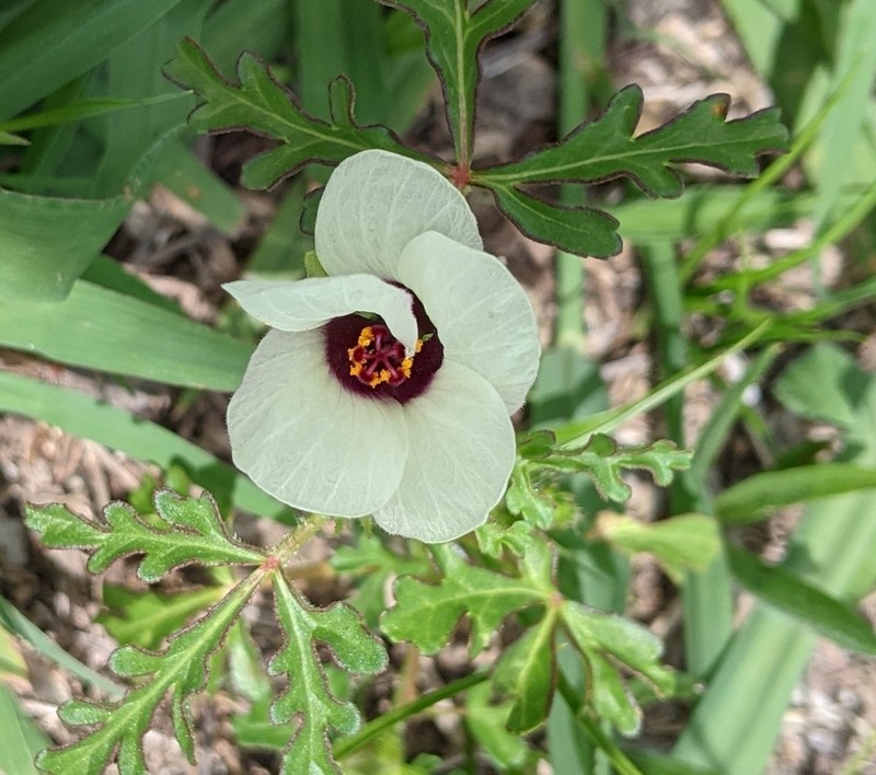 Hibiscus tridactylites photo 3