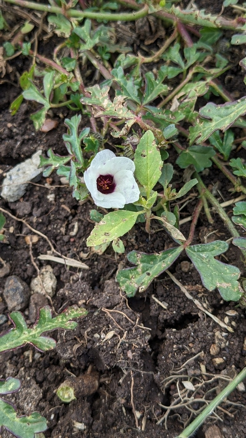 Hibiscus tridactylites photo 6