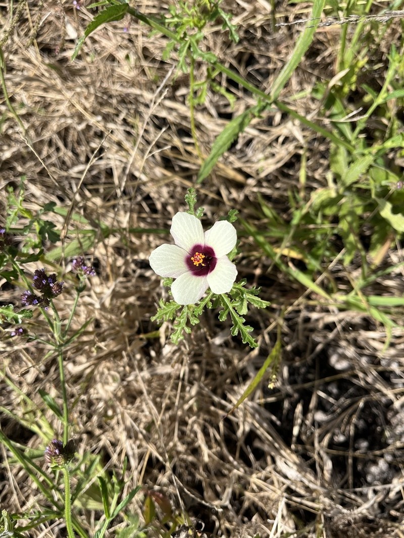 Hibiscus tridactylites photo 7