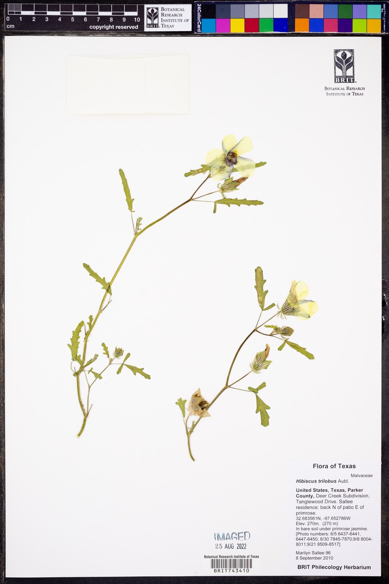 Threelobe Rosemallow photo 5
