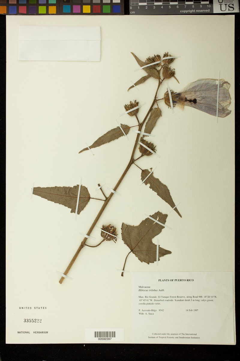 Threelobe Rosemallow