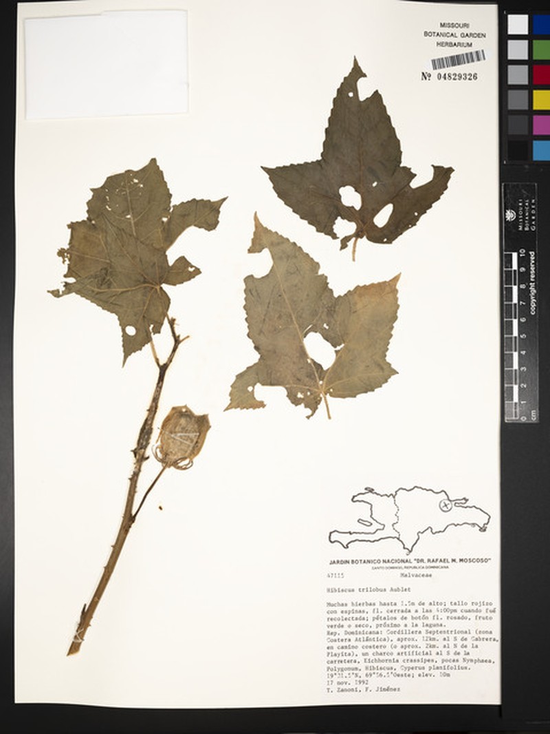 Threelobe Rosemallow photo 2