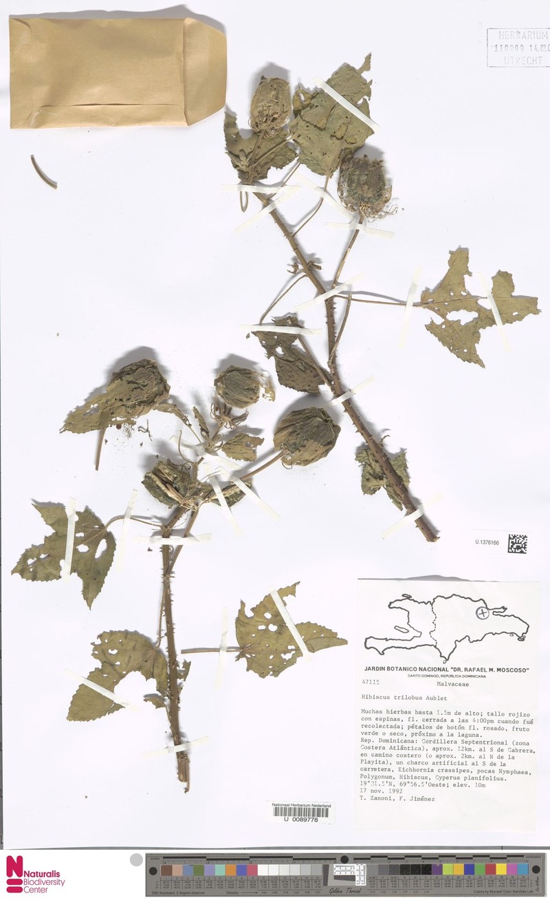 Threelobe Rosemallow photo 3