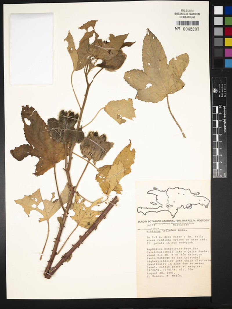 Threelobe Rosemallow photo 4