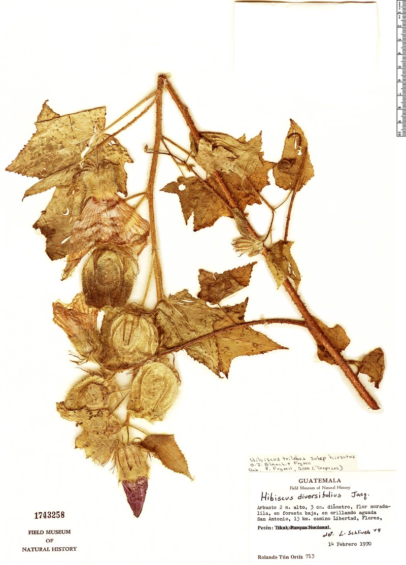 Hibiscus trilobus subsp. hirsutus