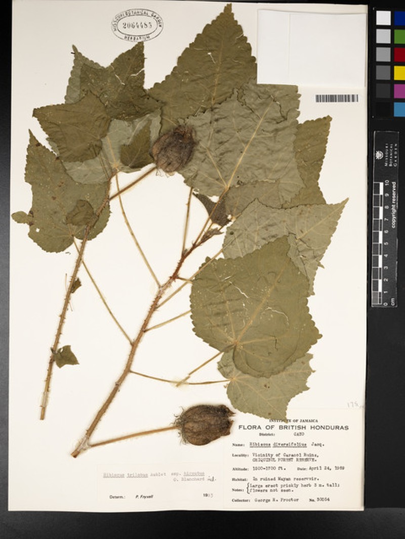 Hibiscus trilobus subsp. hirsutus photo 2