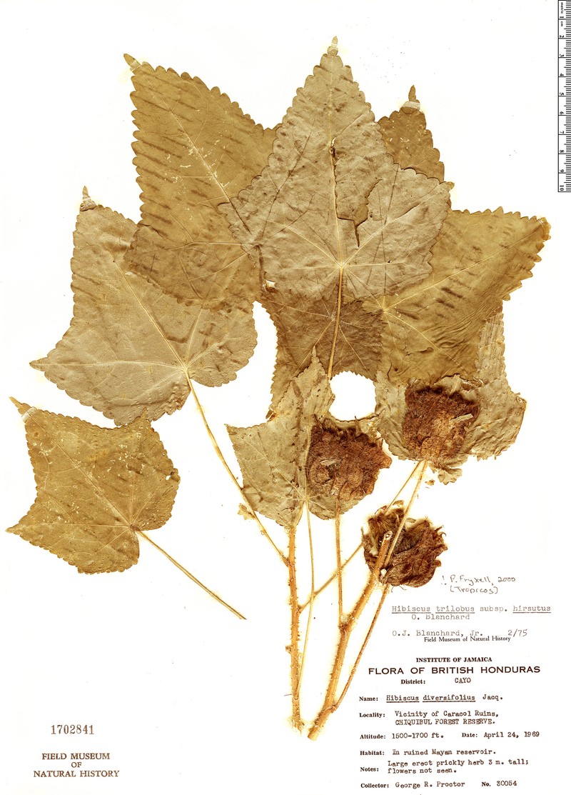 Hibiscus trilobus subsp. hirsutus photo 3