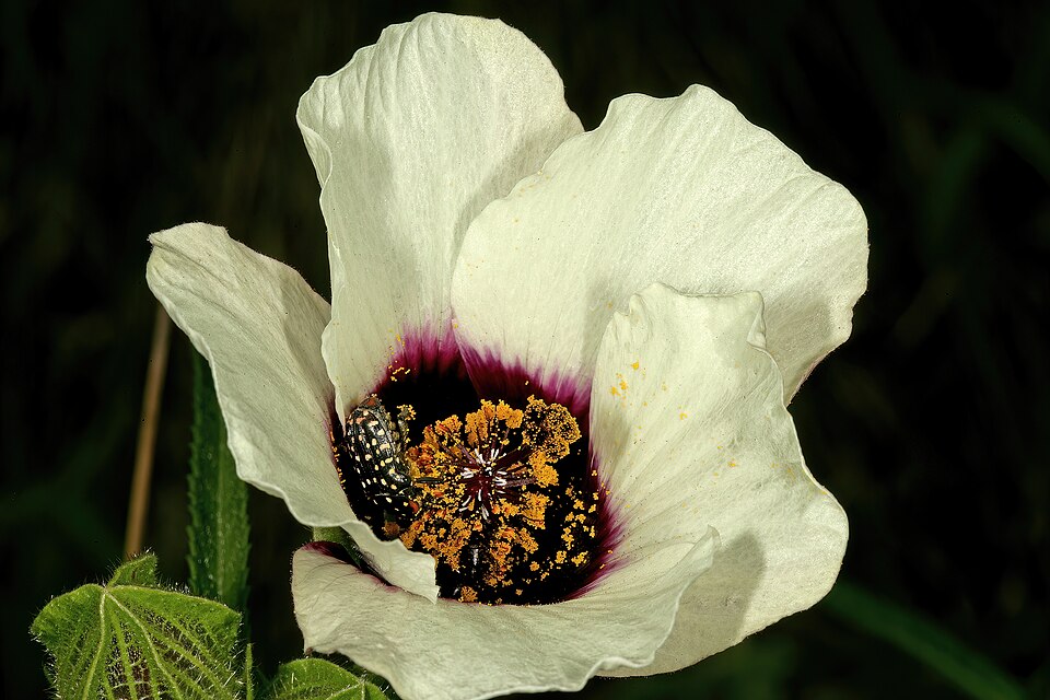 Flower Of An Hour photo 2