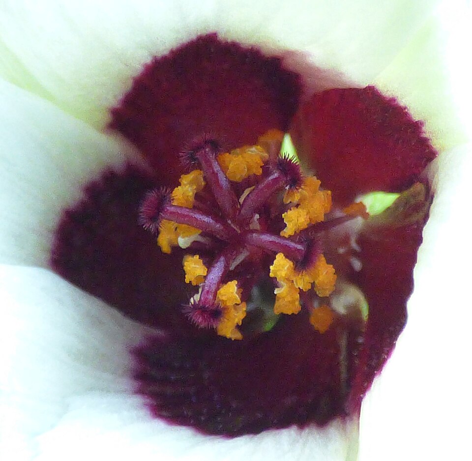 Flower Of An Hour photo 3