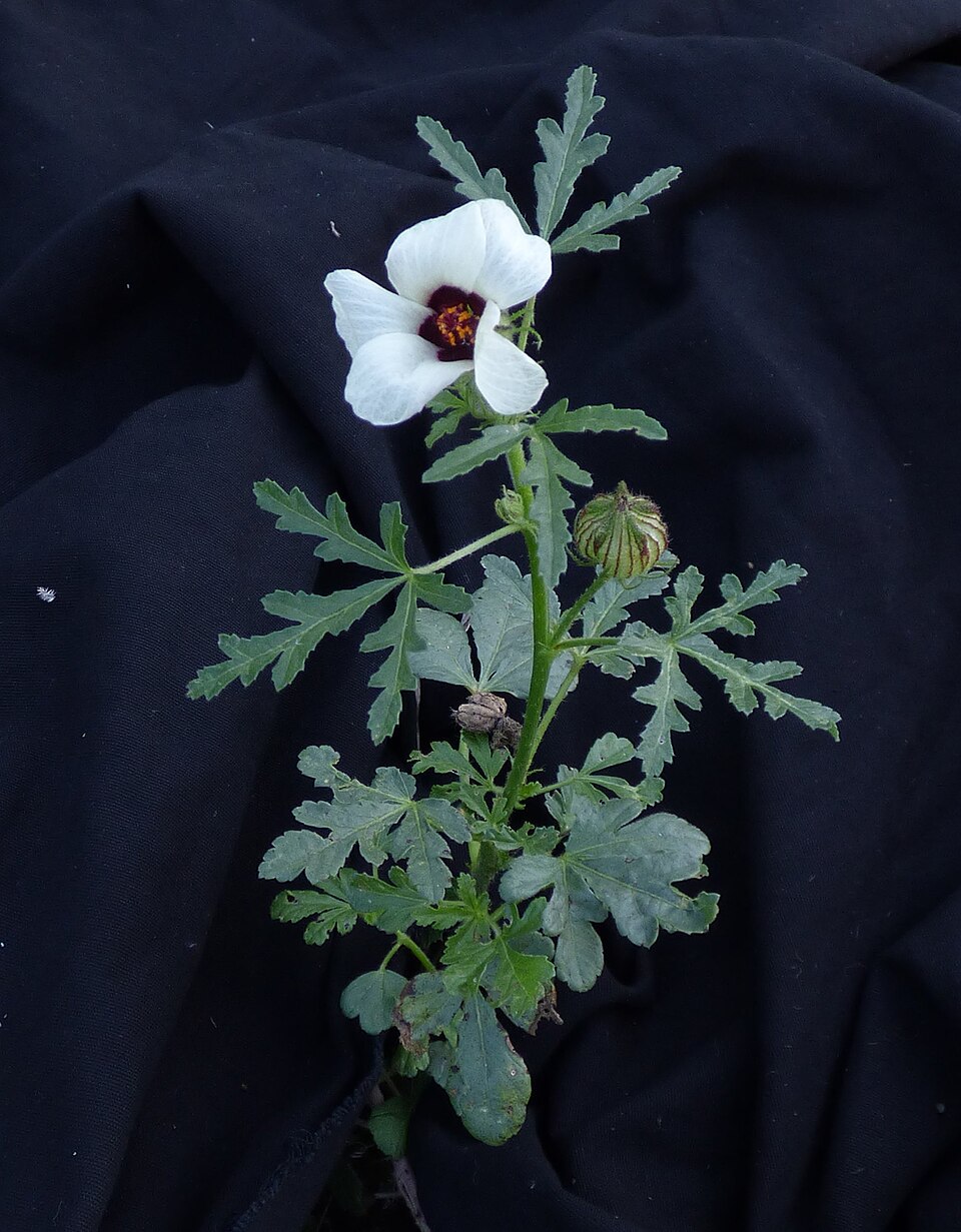 Flower Of An Hour photo 4