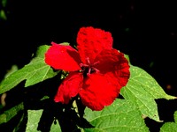 Hibiscus uncinellus