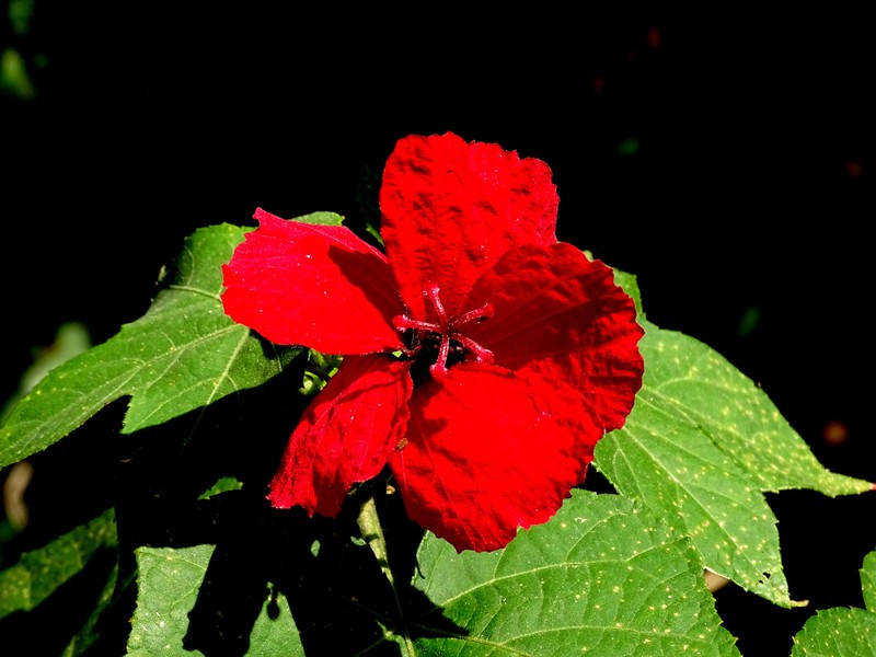 Hibiscus uncinellus