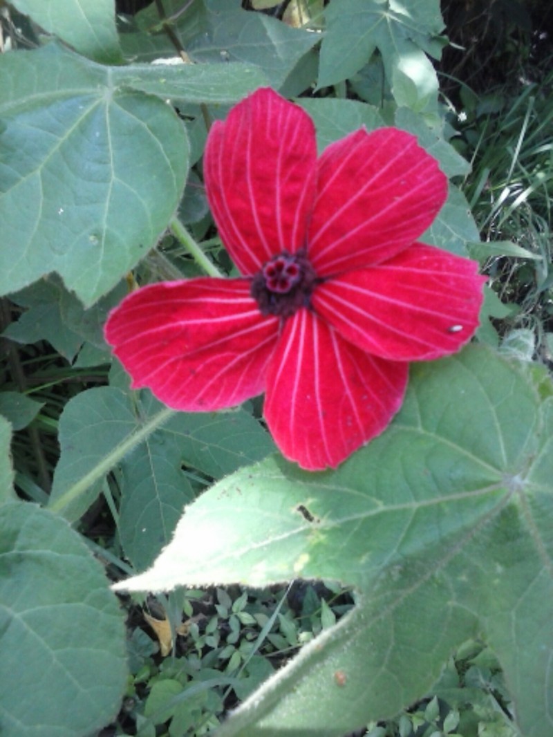 Hibiscus uncinellus photo 2