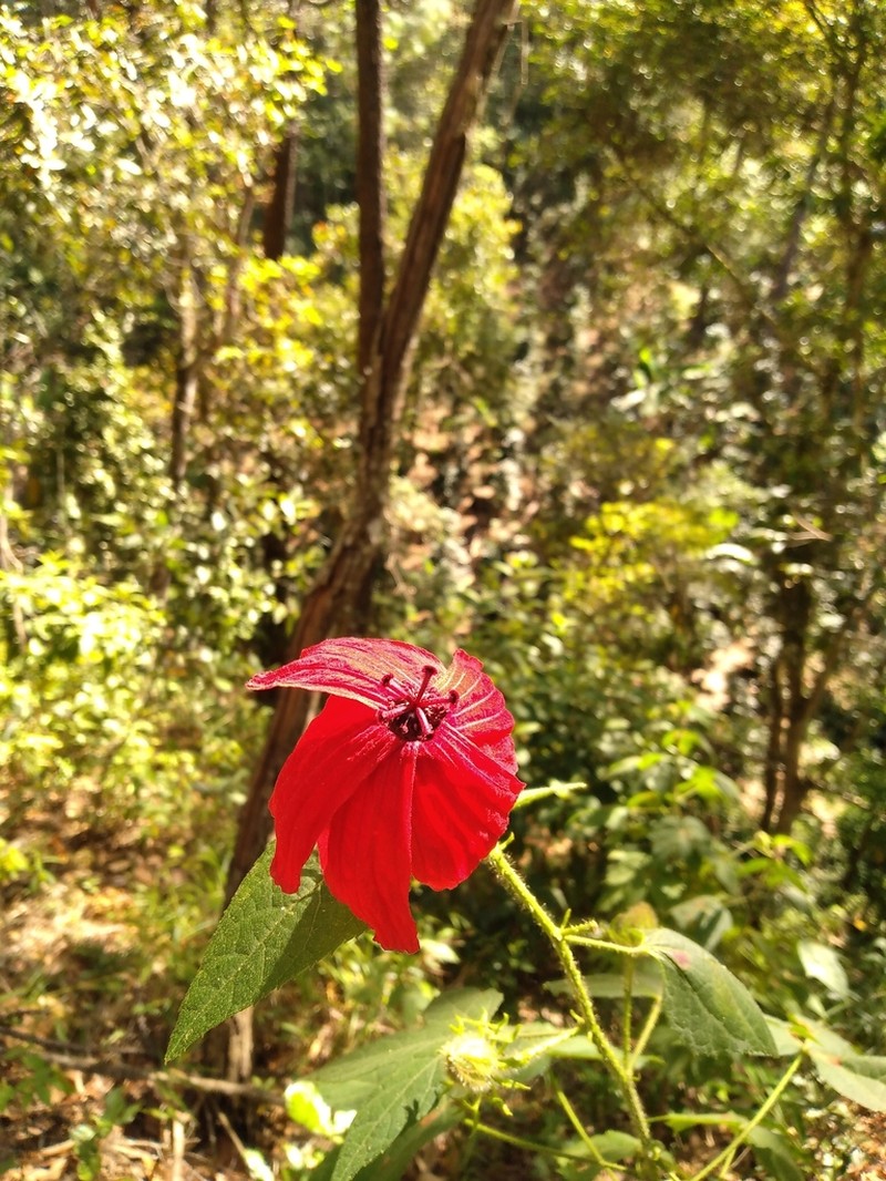 Hibiscus uncinellus photo 3