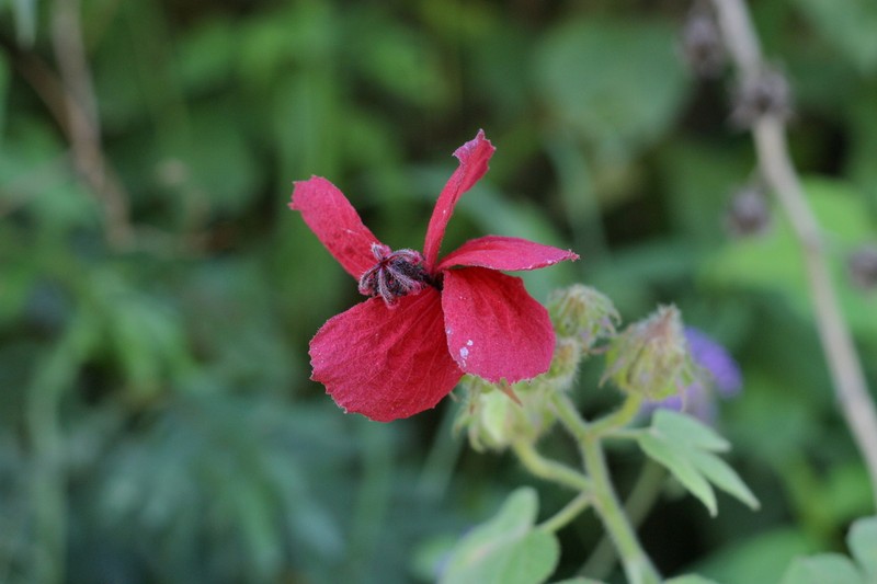 Hibiscus uncinellus photo 4