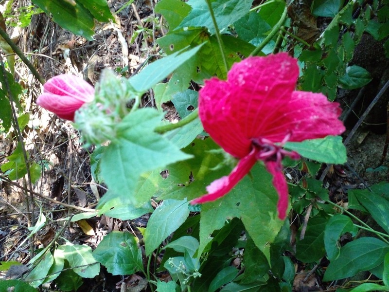 Hibiscus uncinellus photo 5