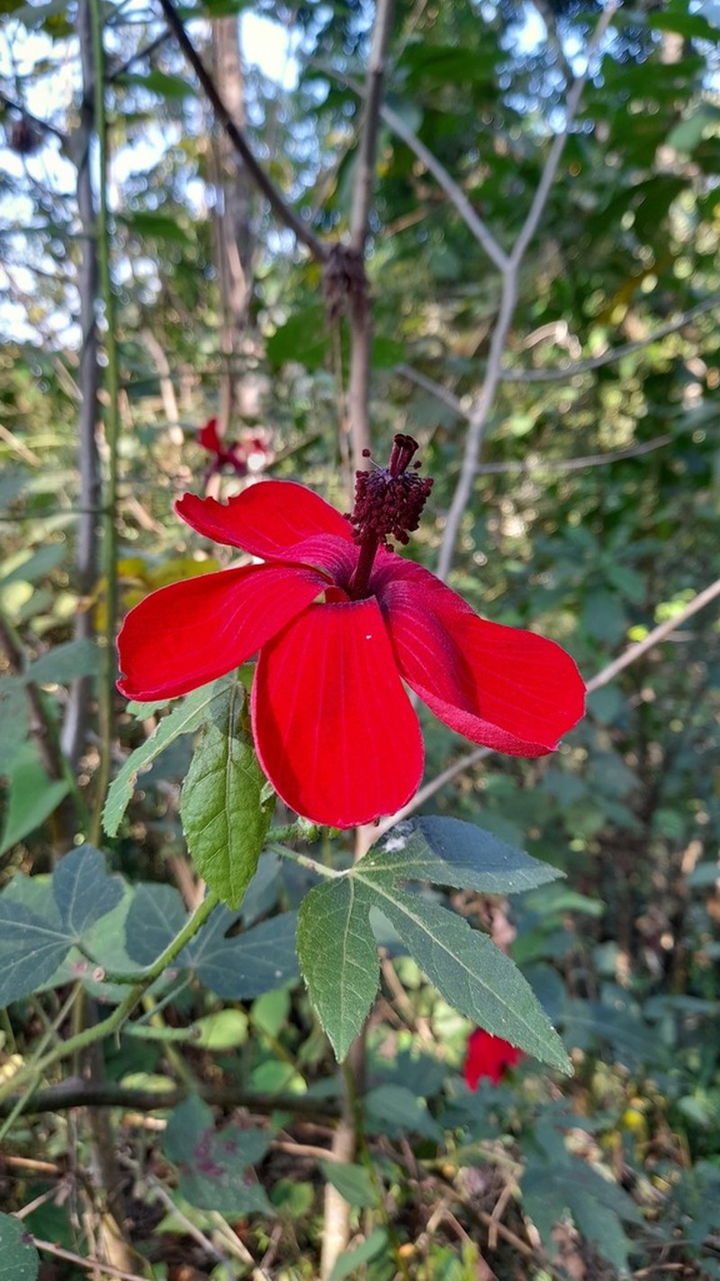 Hibiscus uncinellus photo 6
