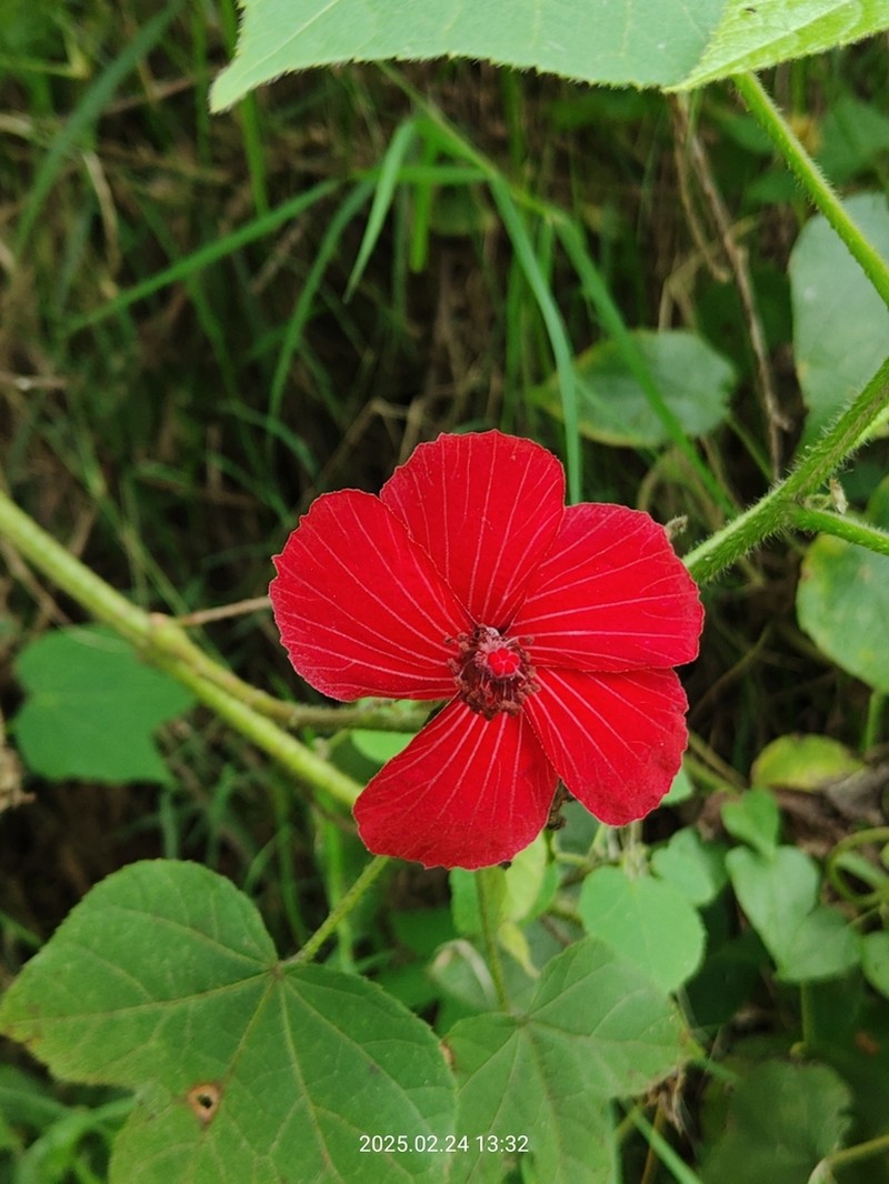 Hibiscus uncinellus photo 7